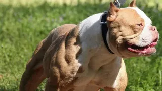 Dos pitbull mataron a otros perros y un grupo de niños se salvaron de milagro