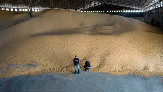 Fuga de divisas: la lupa de Aduana sobre maniobras en cerealeras del Gran Rosario
