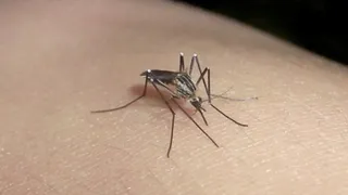 Vacuna contra el dengue: cuánto cuesta y dónde se consigue