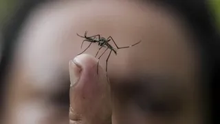 Dengue: hay más de 25 mil los casos confirmados en Santa Fe