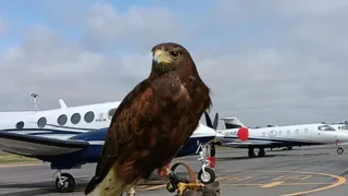 El aeropuerto de Rosario sumó una halcón y un gavilán a su staff