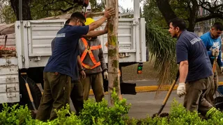 El Municipio realizará tareas de mantenimiento en palmeras