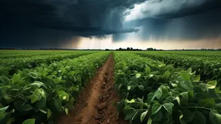 Llegó la lluvia: los productores festejan y vislumbran cosechas que superen la media