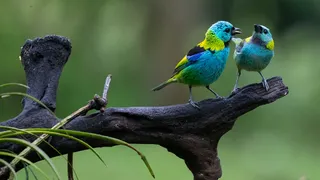 Lanzan una app que permite identificar más de mil especies de aves argentinas