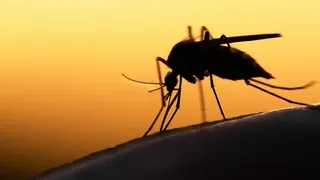 Los mitos sobre mosquitos, picaduras y repelentes