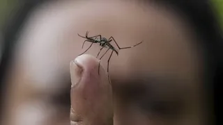 Dengue en Santa Fe: reportan más de 21 mil casos y 8 muertes