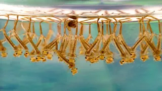 Descubren que las larvas del mosquito son capaces de “respirar” bajo el agua