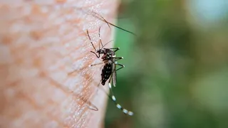 La Municipalidad espera unos 18 mil casos de dengue acumulados