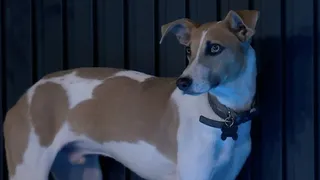 La triste historia de vida de Arturo, el perro que entró a GH