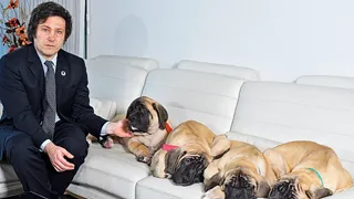 Adorni: "Si el Presidente dice que son cinco perros, son cinco y se terminó"
