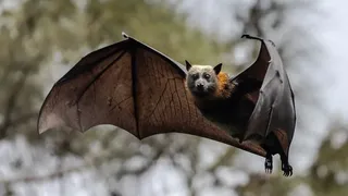 El origen del vuelo de los murciélagos, la clave para drones más sofisticados