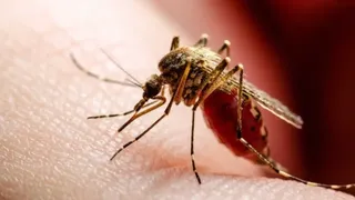 Dengue: confirmaron la primera muerte por coinfección en Argentina