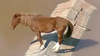 El espectacular rescate de un caballo que quedó atrapado en un techo