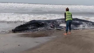 Hallaron el cuerpo de una ballena en Pinamar y crece el misterio