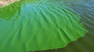 Advierten que el agua en el río Paraná podría verse "verde fosforescente"